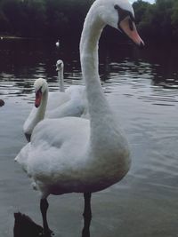 Swans swimming in lake