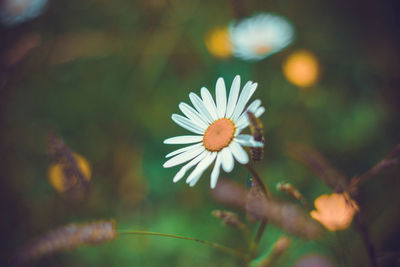 Close-up of white daisy flower