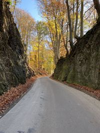 Empty road amidst trees