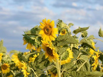 Close-up of ripe sunflowers plant against sky