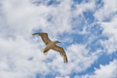 Low angle view of seagull flying against sky