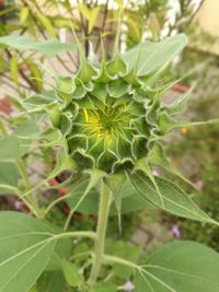 Close-up of plant