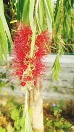 Close-up of red flowers