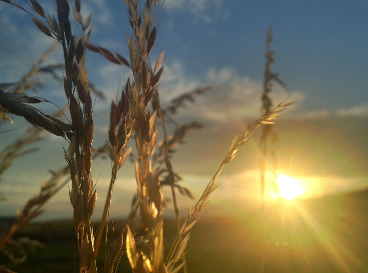 growth, sun, plant, sunset, field, nature, tranquility, beauty in nature, sky, focus on foreground, crop, sunlight, agriculture, tranquil scene, close-up, rural scene, scenics, grass, landscape, farm