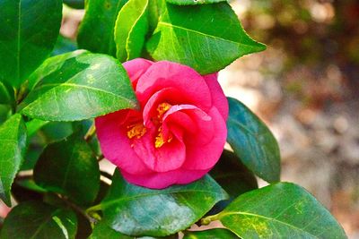 Close-up of flower blooming outdoors