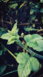 Close-up of fresh green plant