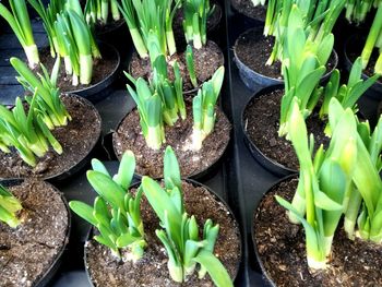 High angle view of potted plants