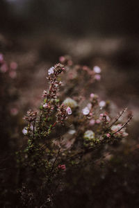 Close-up of pink flowering plants on field