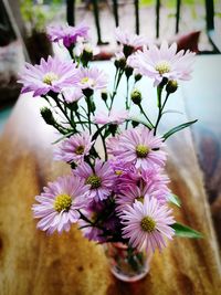 Close-up of pink flowering plant