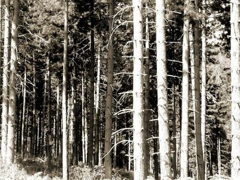 Full frame of tree trunk