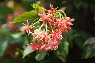 Close-up of red flowering plant