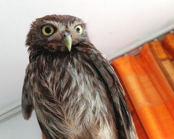 Close-up portrait of owl at home