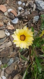 High angle view of yellow flower on field