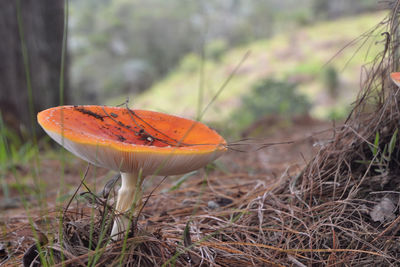 Close-up of mushroom growing on field