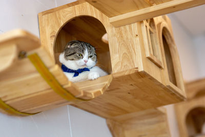 Low angle view of cat sitting in wooden house