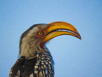 Close-up of bird perching against clear blue sky