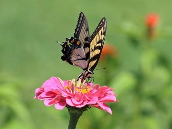 Close-up of butterfly pollinating on pink flower