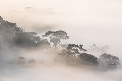 Trees in forest against sky