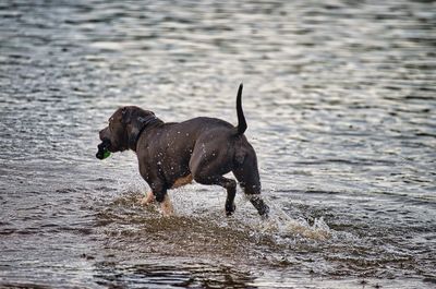 Dog running in water