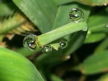 Close-up of water drops on leaf