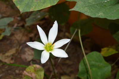 Close-up of white flowering plant