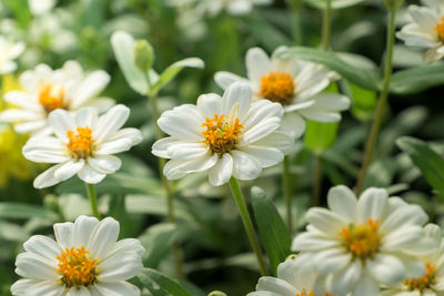 Close-up of flowers blooming outdoors