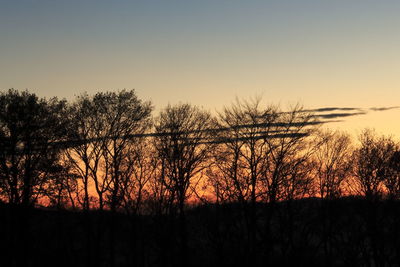 Silhouette of bare trees at sunset