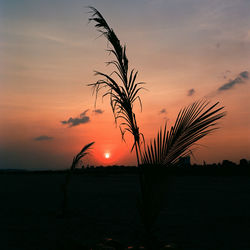 Silhouette tree against sky during sunset