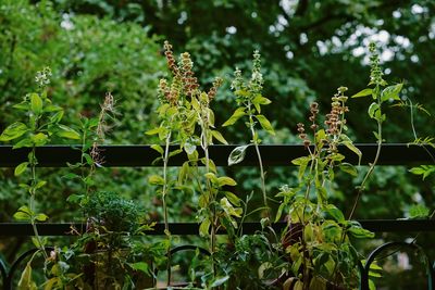 Close-up of flowering plants