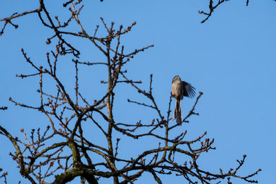 Low angle view of bird perching on branch