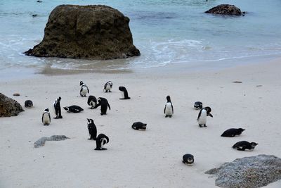 View of birds on beach