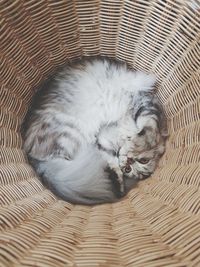 Directly above portrait of cat in basket