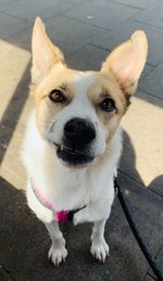 High angle portrait of dog standing on footpath