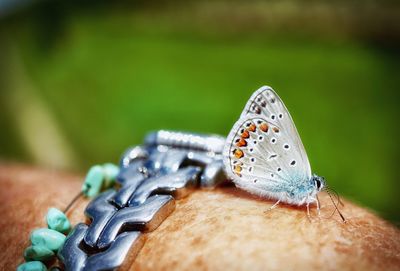 Close-up of insect on grass
