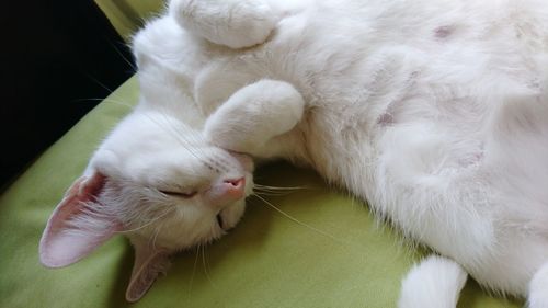 Close-up of white cat