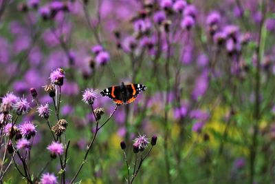 Close-up of butterfly pollinating on purple flower