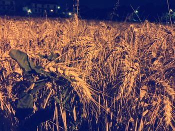 Close-up of wheat field at night