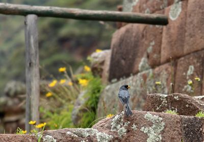 Bird perching on rock