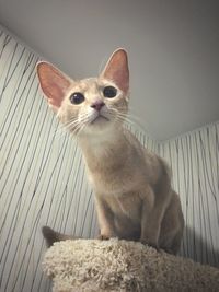 Close-up portrait of cat sitting on floor