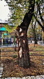 Tree trunk in park