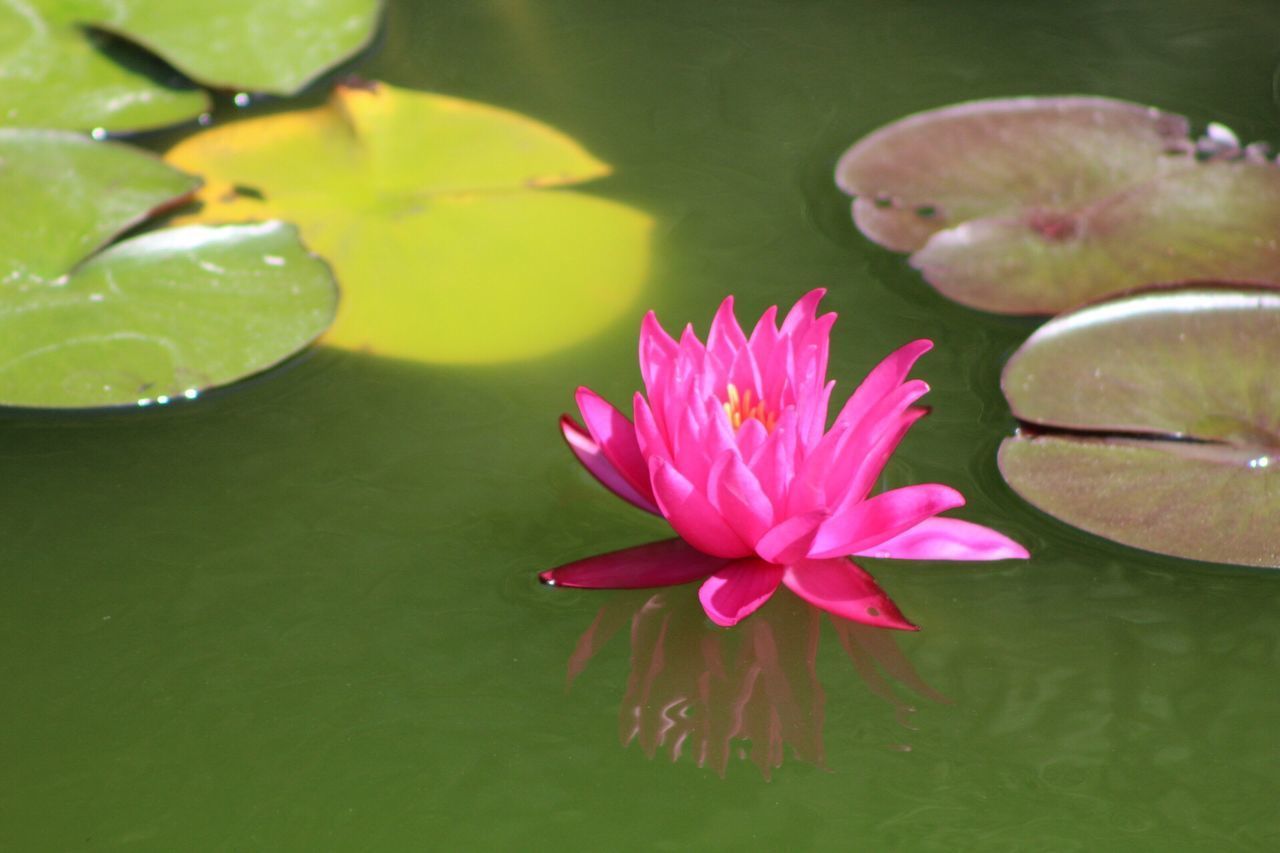 PINK LOTUS WATER LILY IN POND AT GARDEN