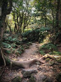 Trees in forest