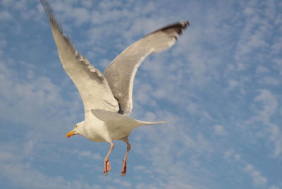 Low angle view of seagull flying against sky