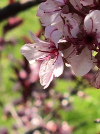 Close-up of pink cherry blossom