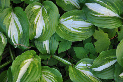 Full frame shot of green leaves