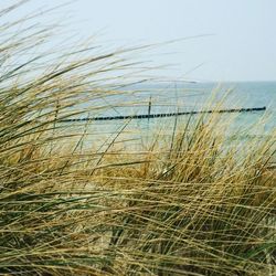 Close-up of grass on beach against clear sky