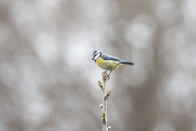 Low angle view of bluetit perching on plant