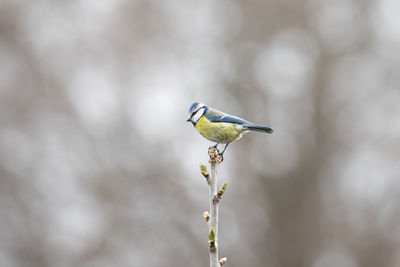 Close-up of bird perching outdoors