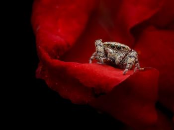Close-up of frog on leaf