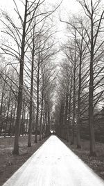 Road amidst bare trees in forest during winter